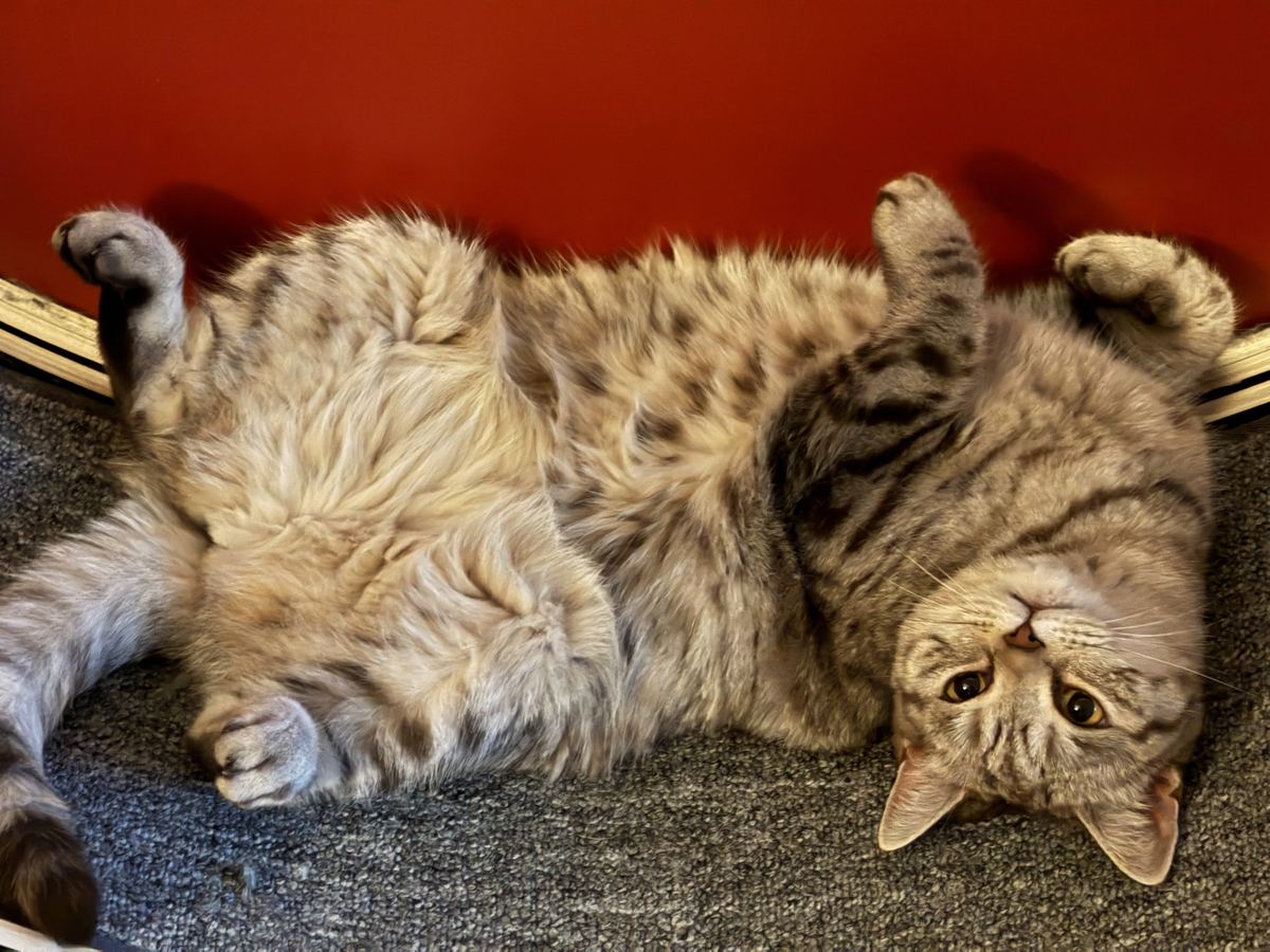 Haru lying on her back, paws in the air